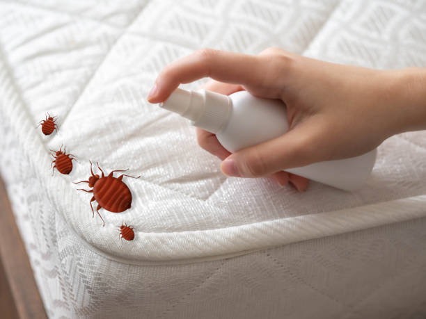 Best Bed Bug Extermination  in Elsmere, DE