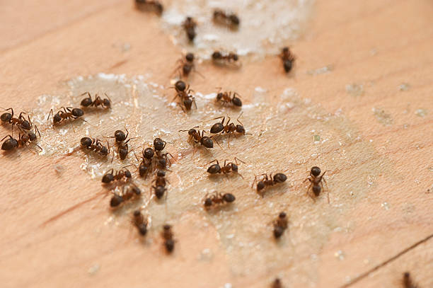 Best Cockroach Control Services  in Elsmere, DE